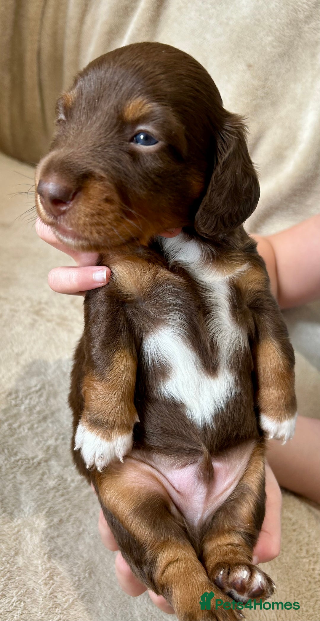 Miniature Dachshund dogs for sale: Stunning Kc Reg Long Hair Mini Dachshund puppies  - Image 29