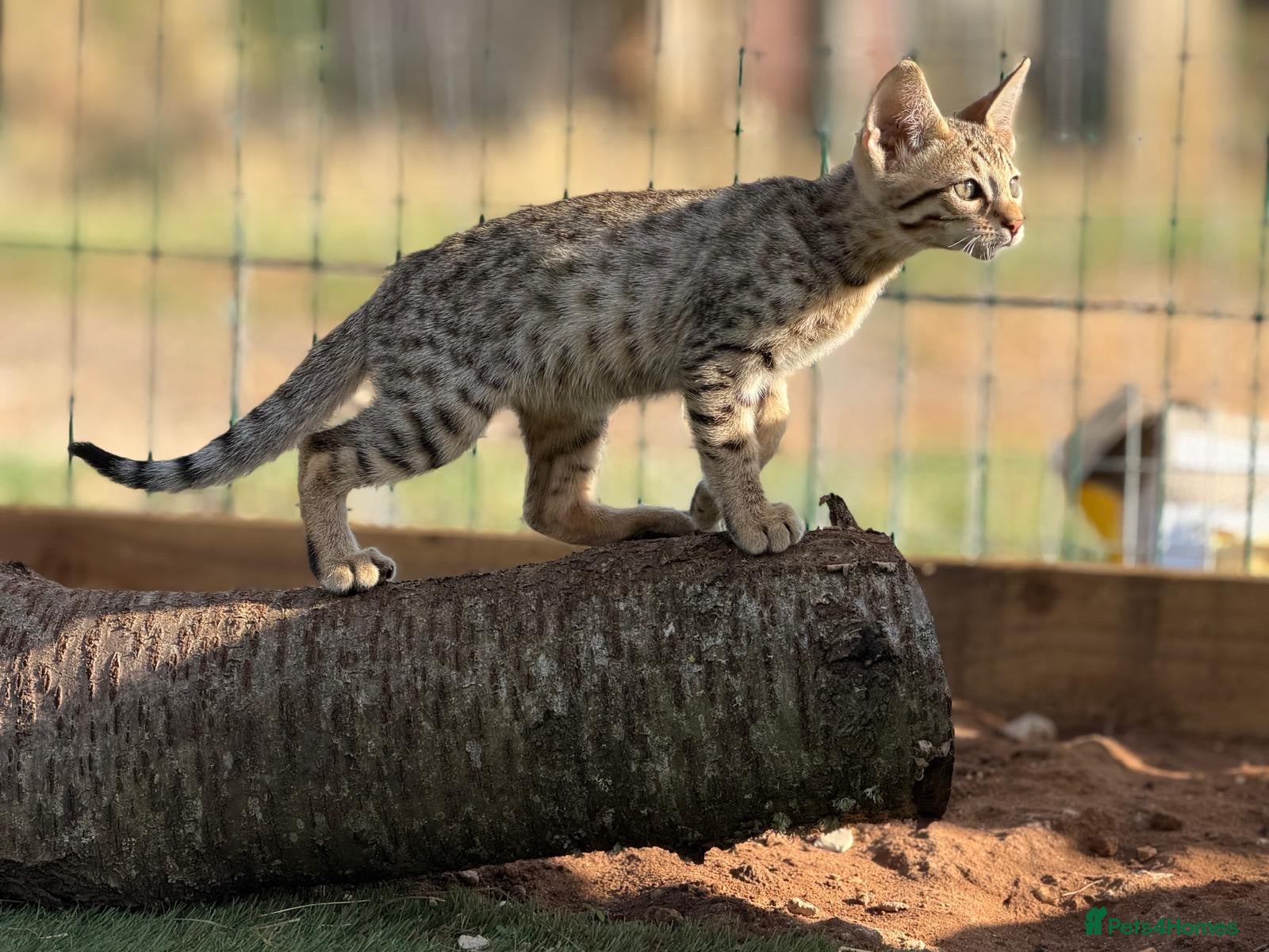 Savannah cats SBT SNOW & BST SAVANNAHS KITTENS - Advert 2