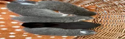 Mixed Breed cats for sale: Russian blue/British short hair  - Advert 26