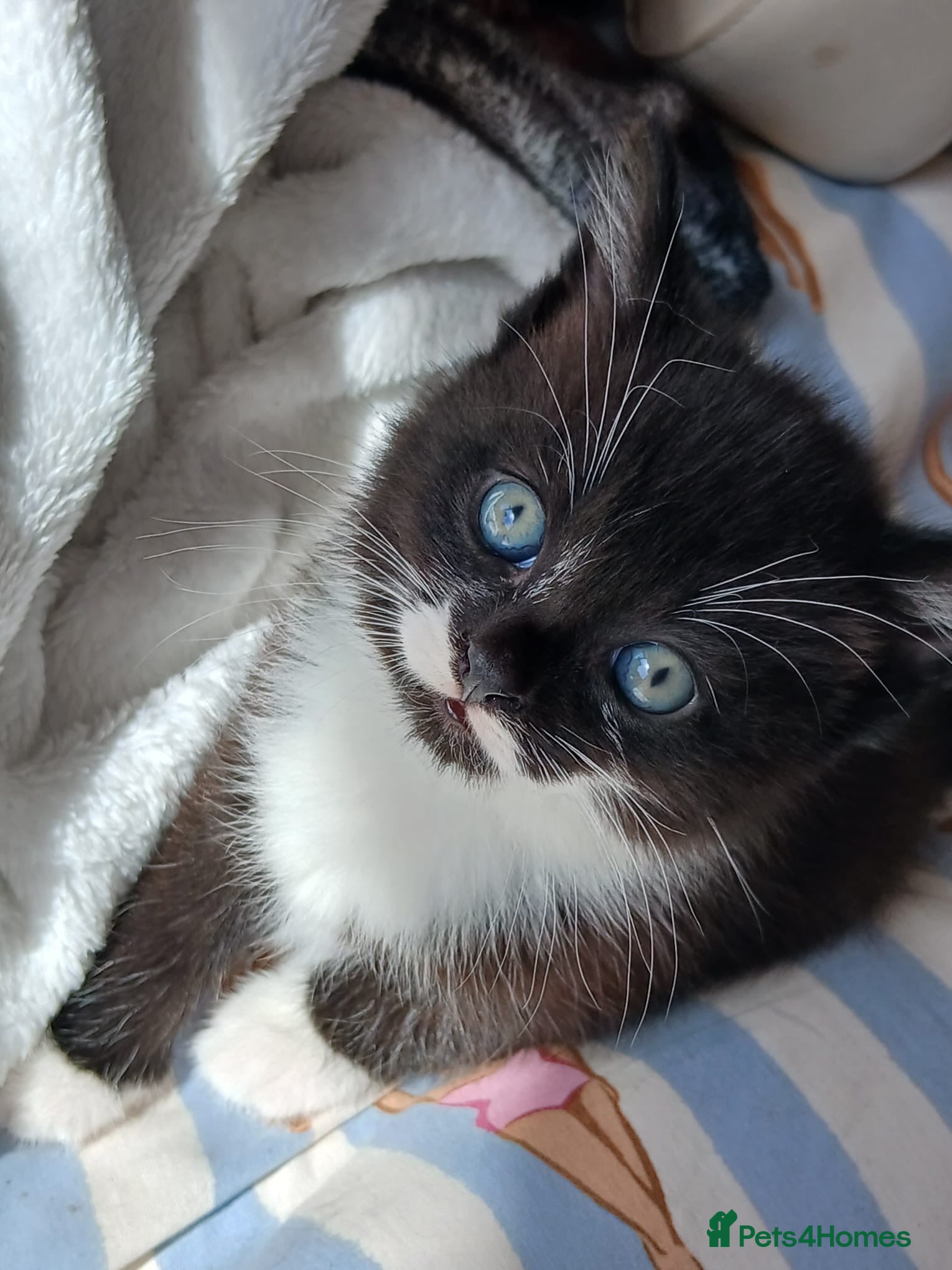 Mixed Breed cats Tuxedo Kittens - Advert 1