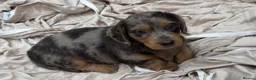 Dachshund dogs for sale: 9 Dachshunds available  in Leeds - Advert 5