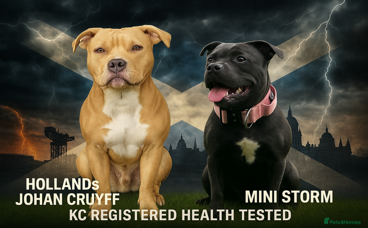 Staffordshire Bull Terrier dogs - Advert 1