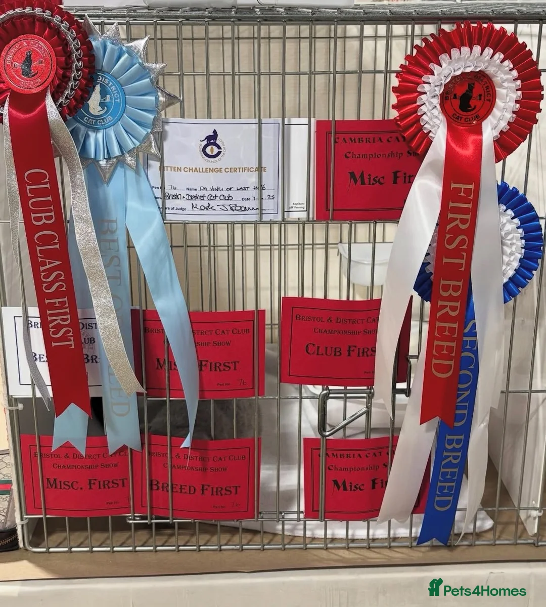 British Shorthair cats for stud: 🏆🔥GCCF BLUE CHAMPION STUD CARRYING CINNAMON 🔥🏆 - Advert 6