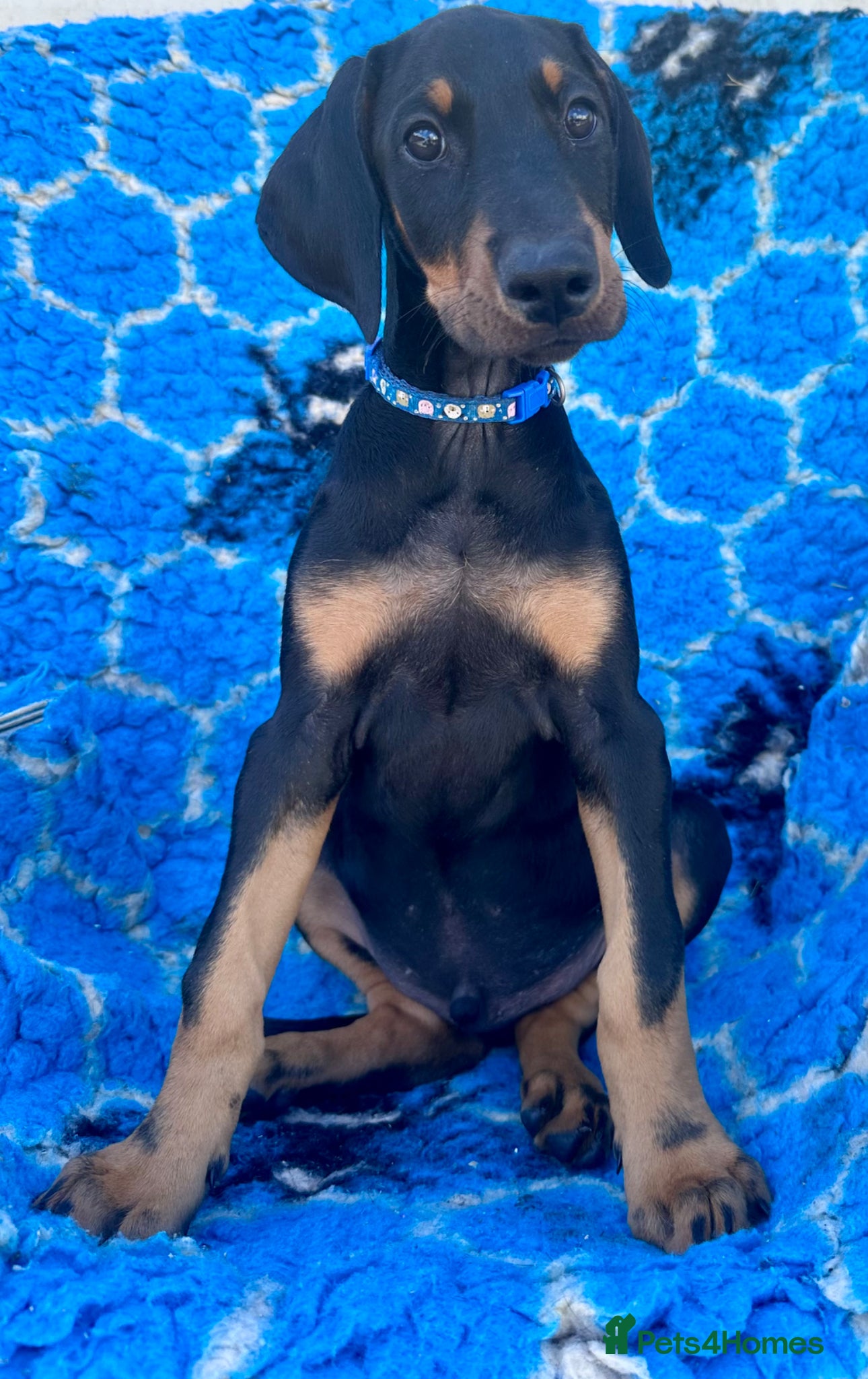 Dobermann dogs KC registered health tested Dobermann puppies  - Advert 1