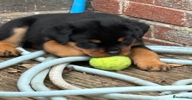 Rottweiler dogs - Advert 2