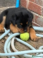Rottweiler dogs - Advert 4