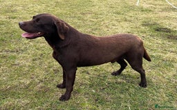 Labrador Retriever dogs for sale: Planned litter of Labrador retrievers due 28th - Image 2