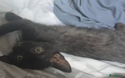 Domestic Shorthair cats for sale: Black male kittens ready now  - Image 1