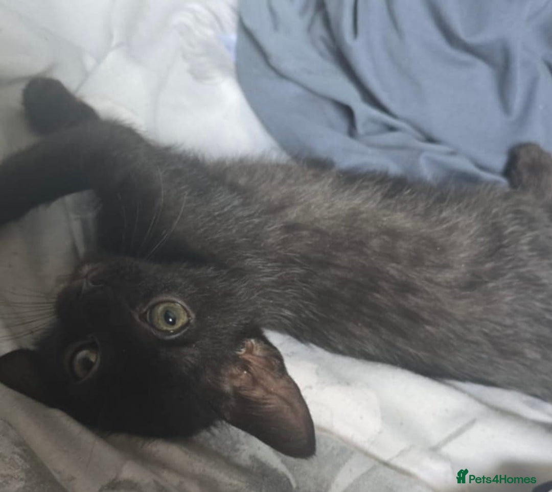 Domestic Shorthair cats for sale: Black male kittens ready now  - Image 1