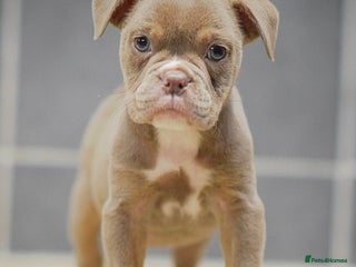 Old Tyme Bulldog dogs COUNCIL APPROVED,5⭐️RATED⭐️23 YEARS EXPERIENCE. - Advert 13