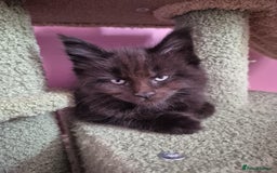 Maine Coon cats for sale: Tica Reg Mainecoon kittens READY NOW in Deal - Image 14