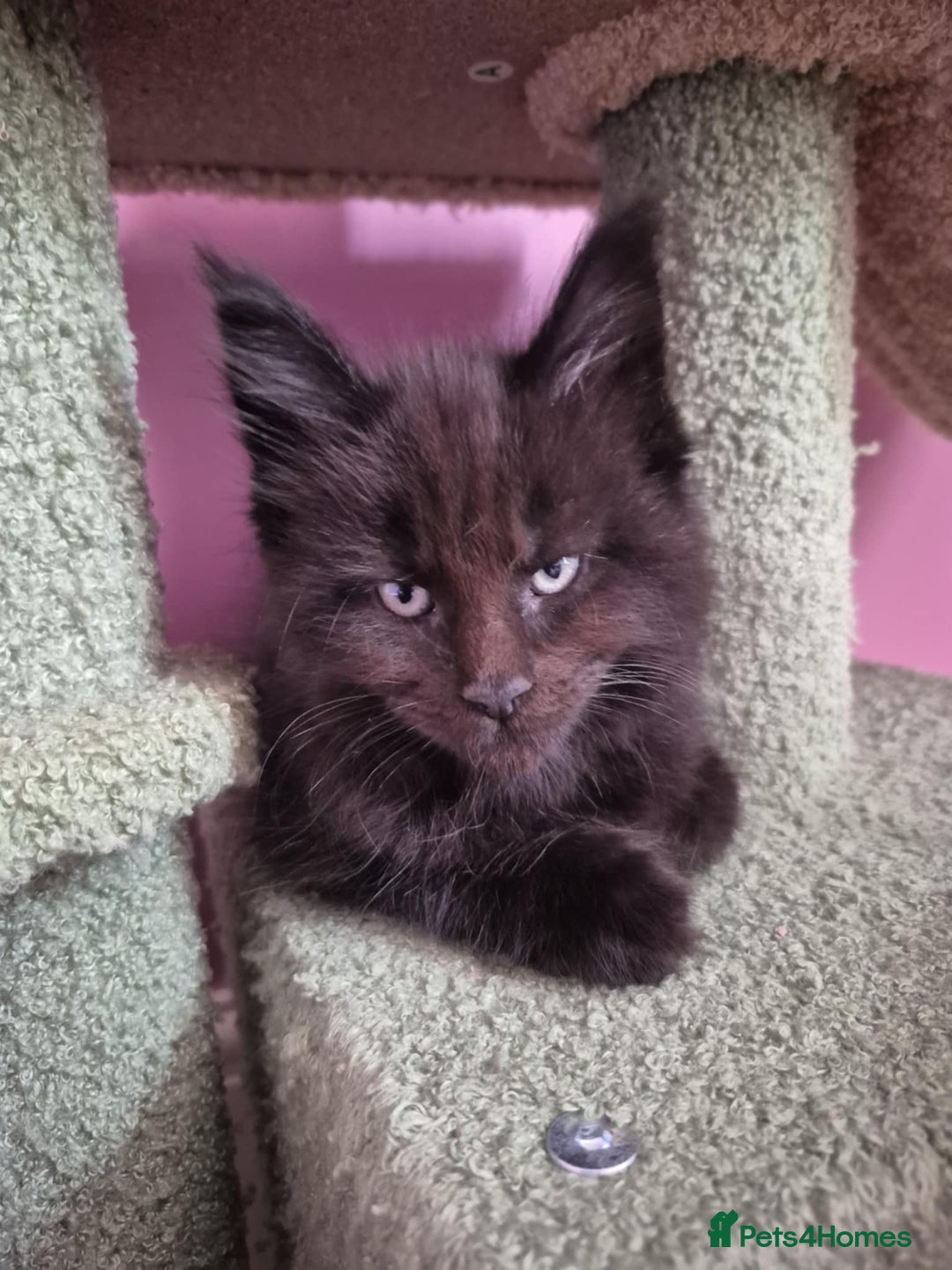 Maine Coon cats for sale: Tica Reg Mainecoon kittens READY NOW in Deal - Image 14