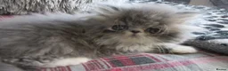 Persian cats for sale: Adorable female Persian kittens - Advert 3