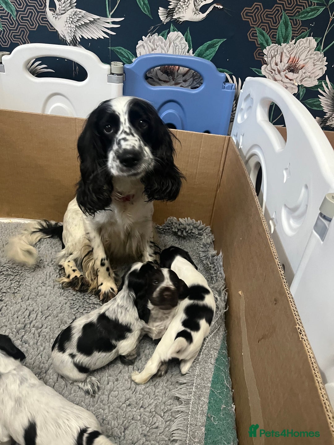 Sprocker dogs for sale: CHUNKY 5* SPROCKER PUPS - Advert 1