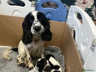 Sprocker dogs 1 CHUNKY 5* BLACK/WHITE SPROCKER BOY - Advert 12