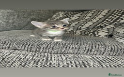 Domestic Shorthair cats for sale: Blue/Brown/Black Tabbies (DSH) - Image 16