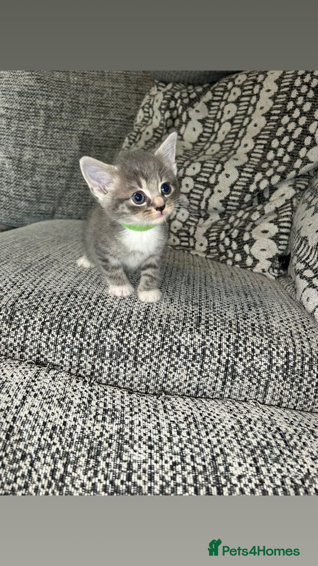 Domestic Shorthair cats for sale: Blue/Brown/Black Tabbies (DSH) - Image 16