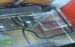 Bearded Dragon reptiles for sale: Red claw crab  - Image 4