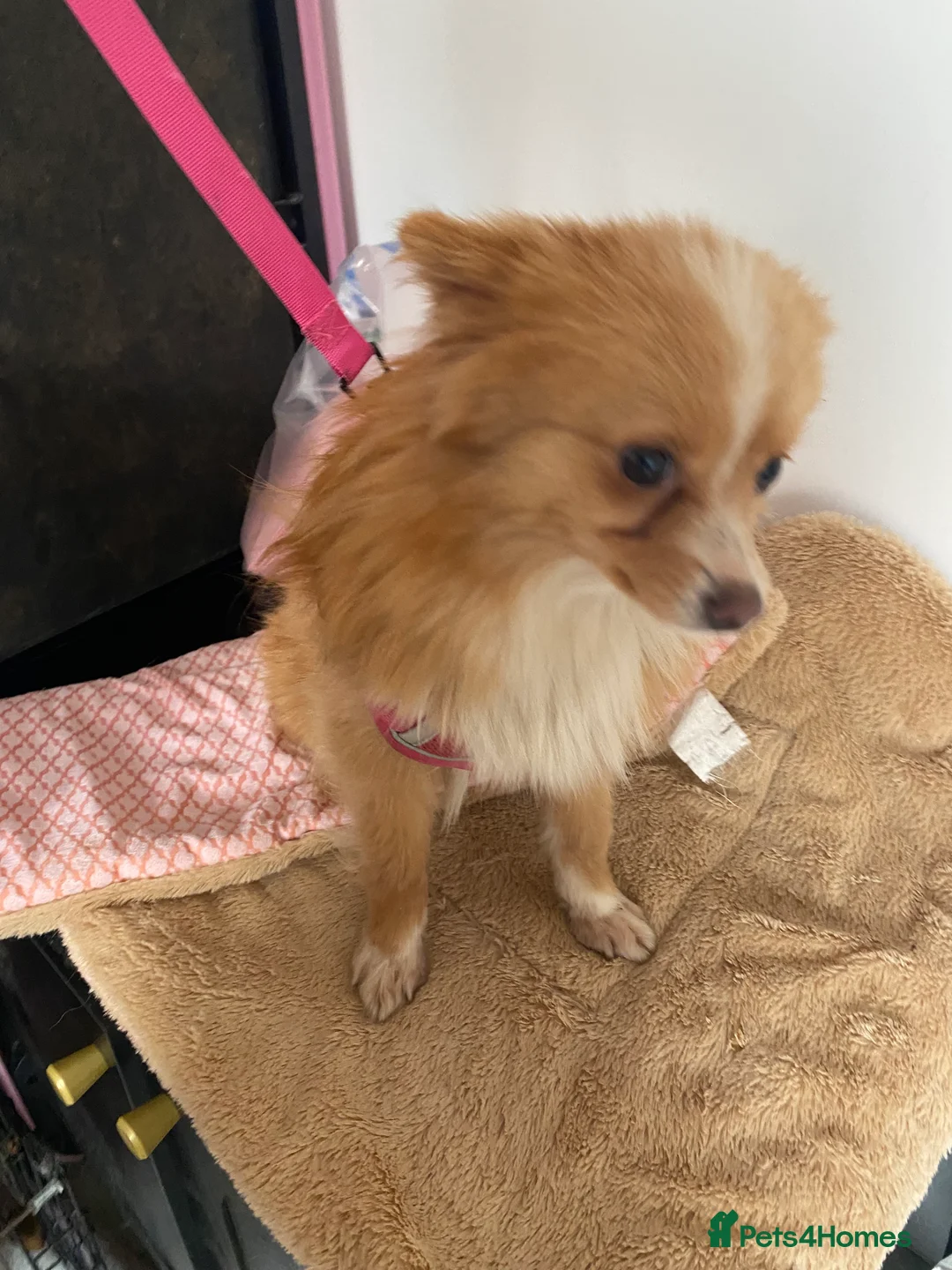 Pomeranian dogs for sale: Adventurous girl Pomeranian  - Advert 9