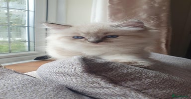 Ragdoll cats - Advert 16