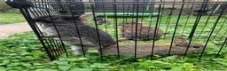 Netherland Dwarf rabbits for sale: LAST 1 LEFT - Gorgeous Netherland Dwarf - Advert 6