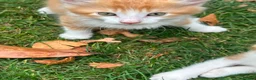 Mixed Breed cats for sale: Mixed breed kittens - Advert 17
