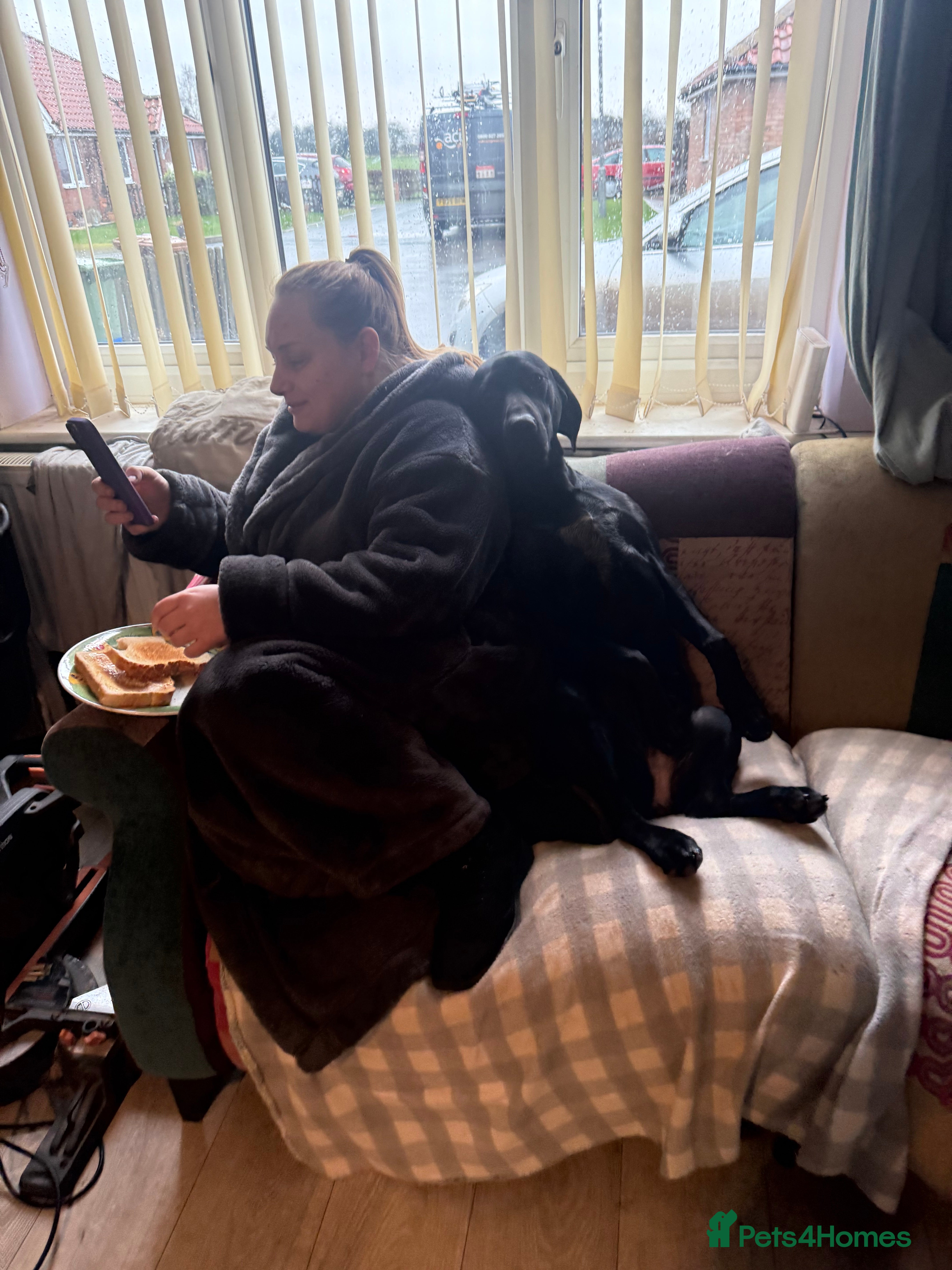 Mixed Breed dogs German pointer cross Hungarian vial in Doncaster - Advert 1