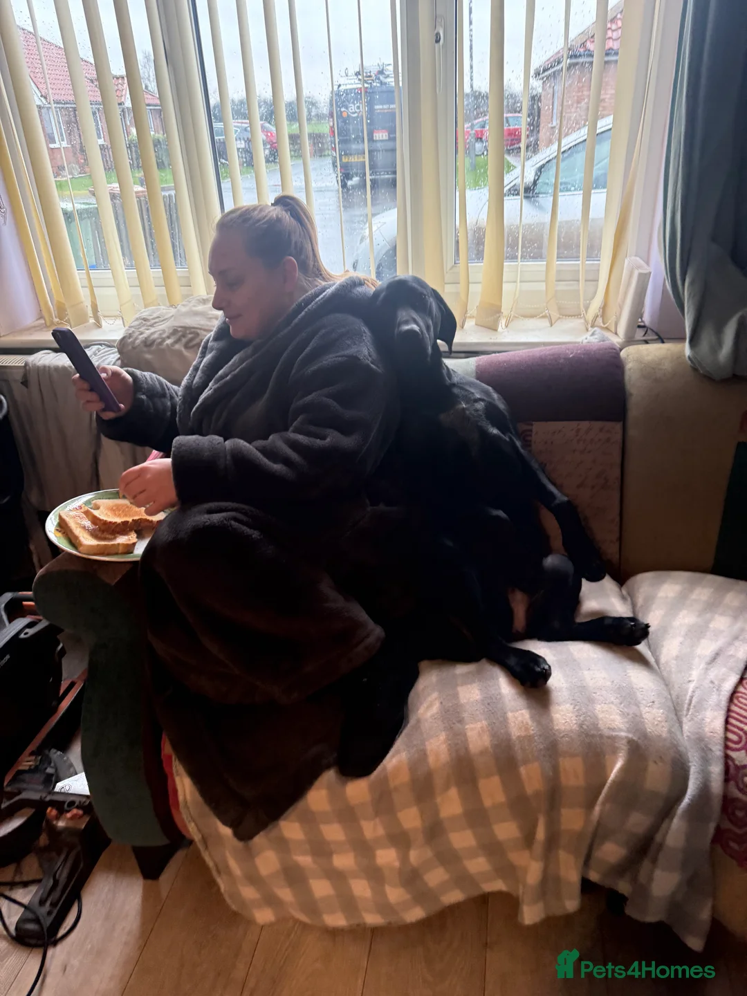 Mixed Breed dogs for sale: German pointer cross Hungarian vial in Doncaster - Advert 1