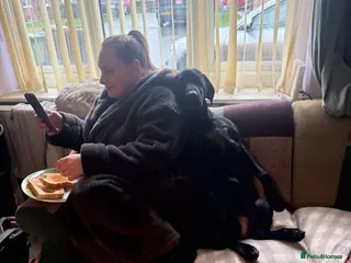 Mixed Breed dogs German pointer cross Hungarian vial in Doncaster - Advert 1