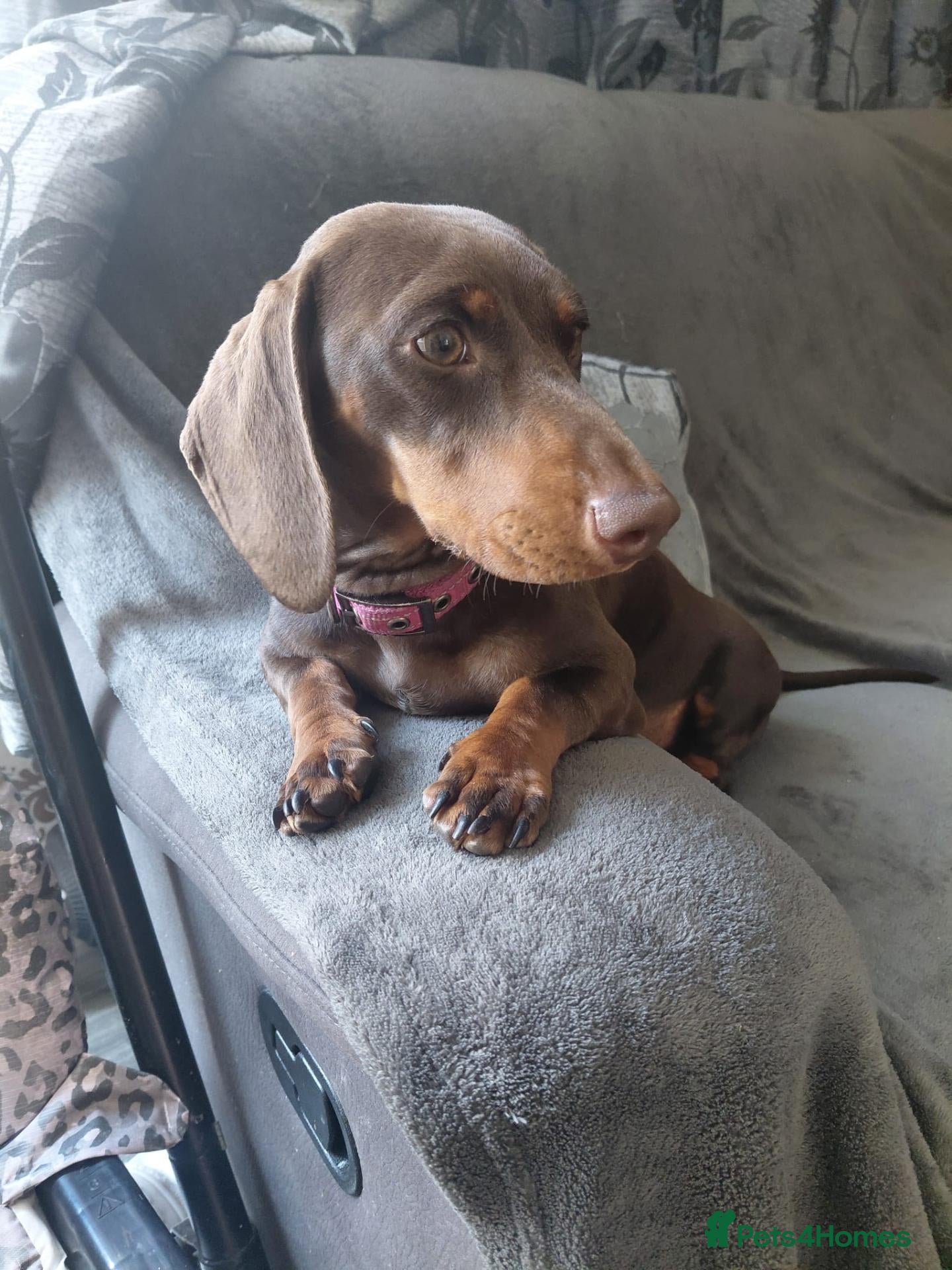Dachshund dogs Dachshund girl puppy  - Advert 1