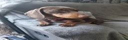 Dachshund dogs for sale: Dachshund girl puppy  in London - Advert 1