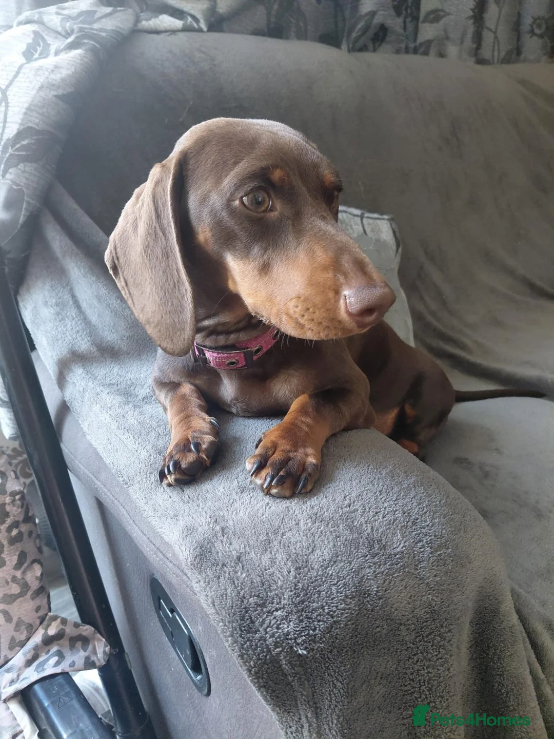Dachshund dogs for sale: Dachshund girl puppy  in London - Advert 1