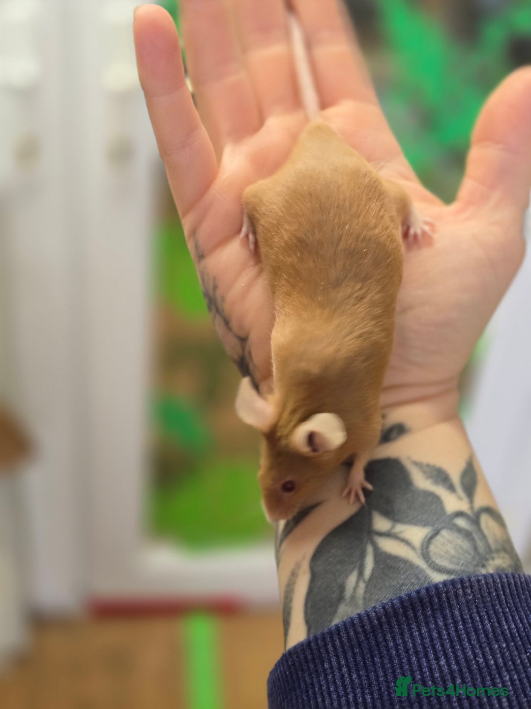 Mouse rodents for sale: Baby female mice available  - Advert 7