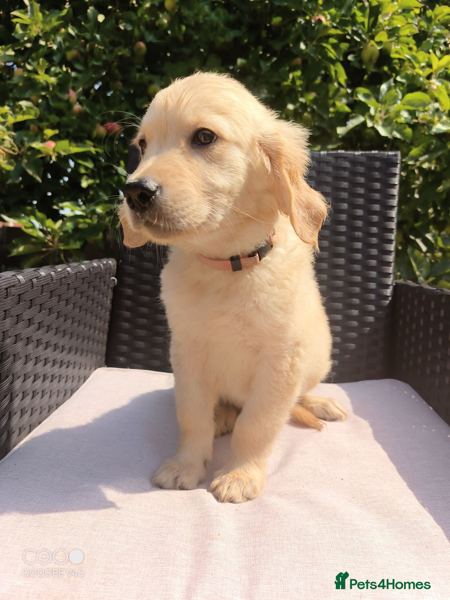 Golden Retriever dogs READY NOW🐾 PUREBRE GOLDEN RETRIEVER PUPPIES🐾 - Advert 2