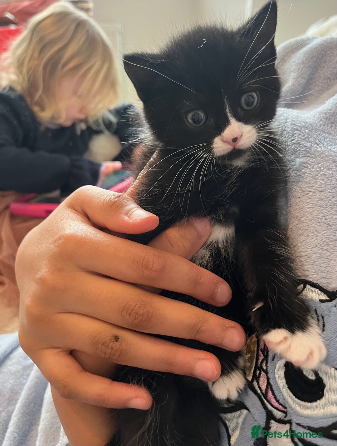 British Shorthair cats for sale: British Shorthair Cross Kittens - Advert 2