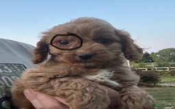 Cockapoo dogs for sale: Cockapoo Puppies Health Guarantee Licensed breeder - Image 3