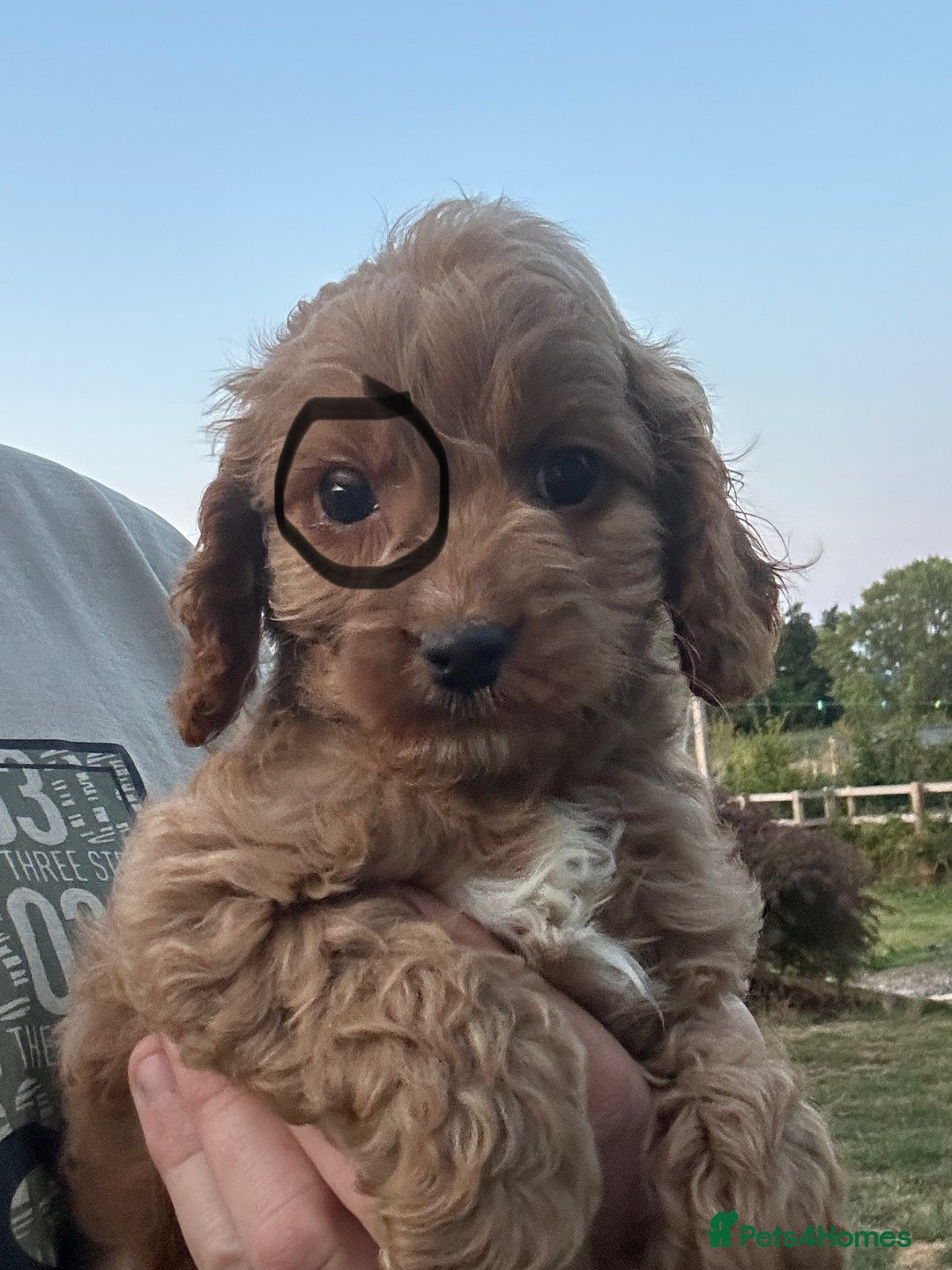 Cockapoo dogs for sale: Cockapoo Puppies Health Guarantee Licensed breeder - Image 3