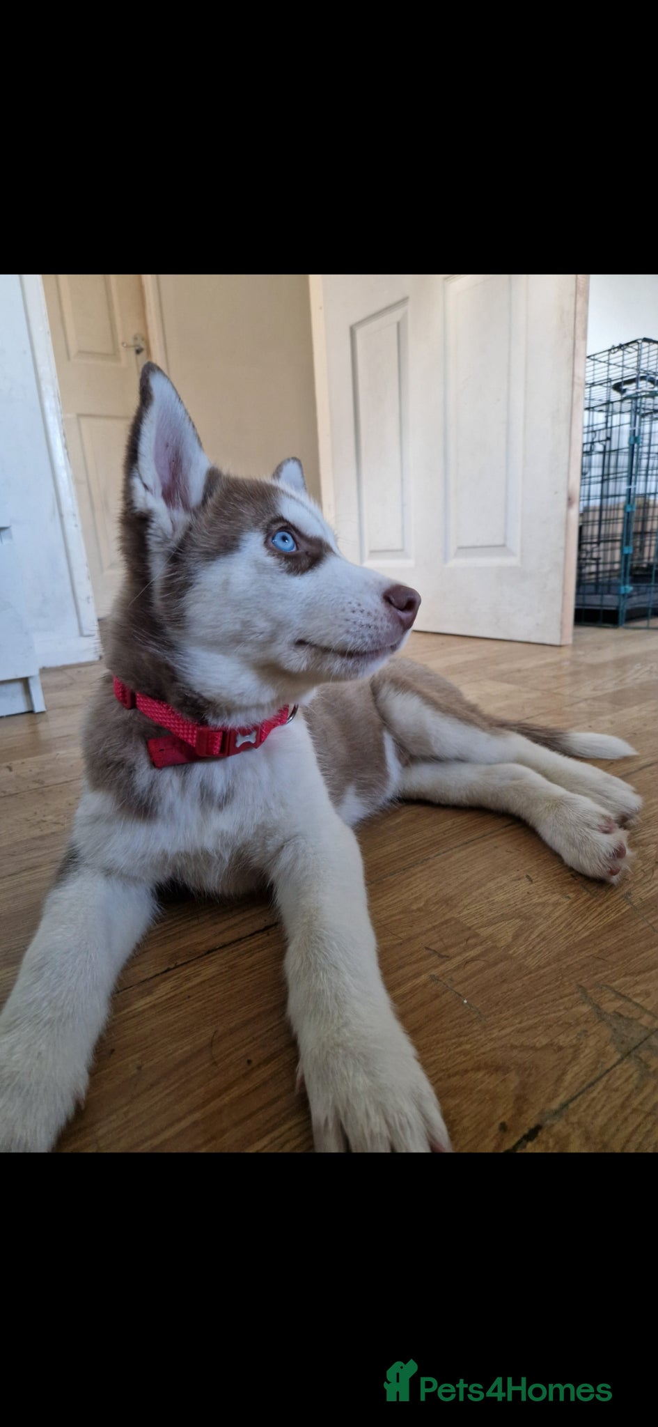 Siberian Husky dogs *Last 2 Siberian Husky puppies Available*  - Advert 1