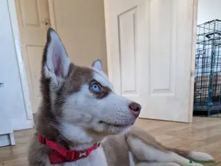 Siberian Husky dogs *Last 2 Siberian Husky puppies Available* - Advert 1