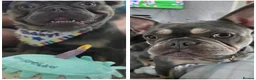French Bulldog dogs for sale: 2 French bulldogs in Wishaw - Advert 5