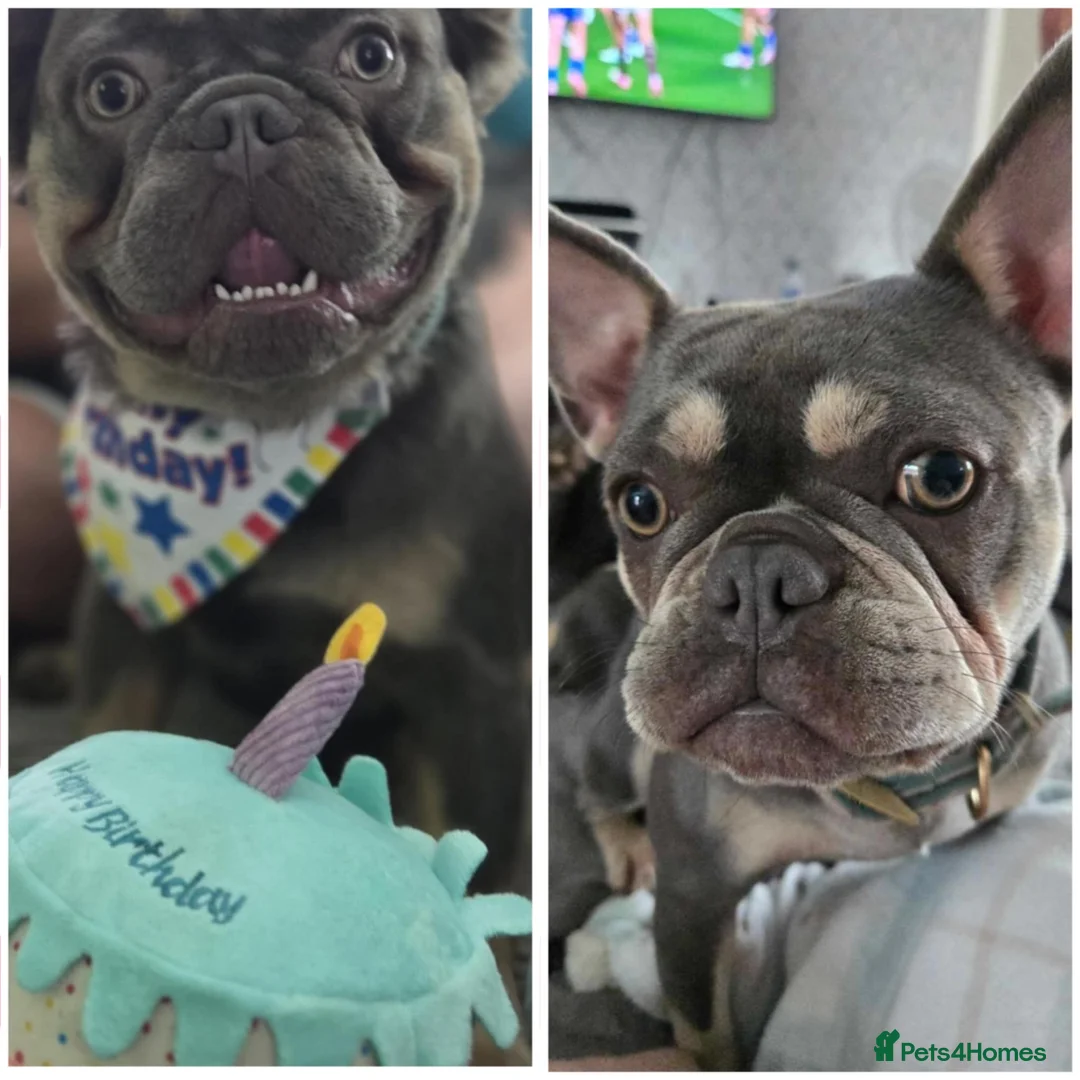 French Bulldog dogs for sale: 2 French bulldogs in Wishaw - Advert 5