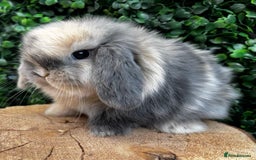 Mini Lop rabbits for sale: 🌟 mini lop babies 🌟 - Image 23