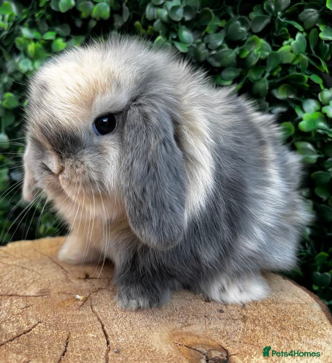 Mini Lop rabbits for sale: 🌟 mini lop babies 🌟 - Image 23