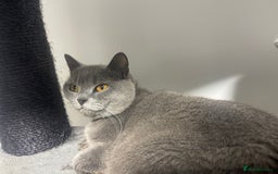British Shorthair cats for sale: 2 BSH girls for sale together or separate - Image 4