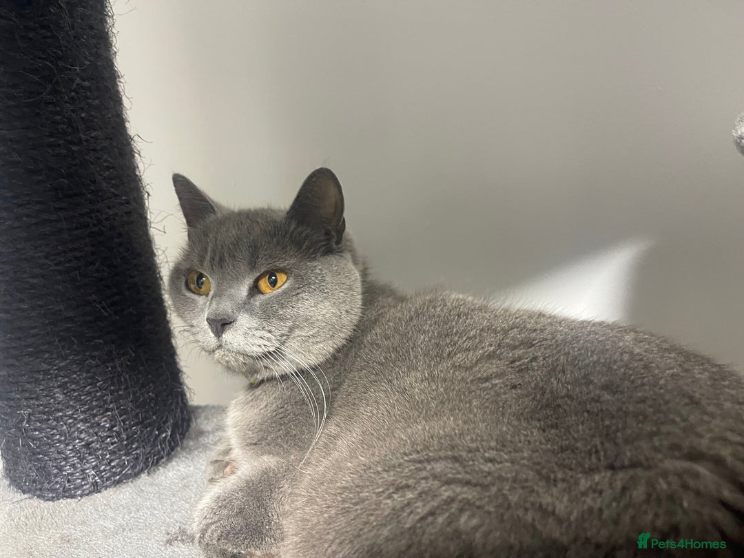 British Shorthair cats for sale: 2 BSH girls for sale together or separate - Image 4
