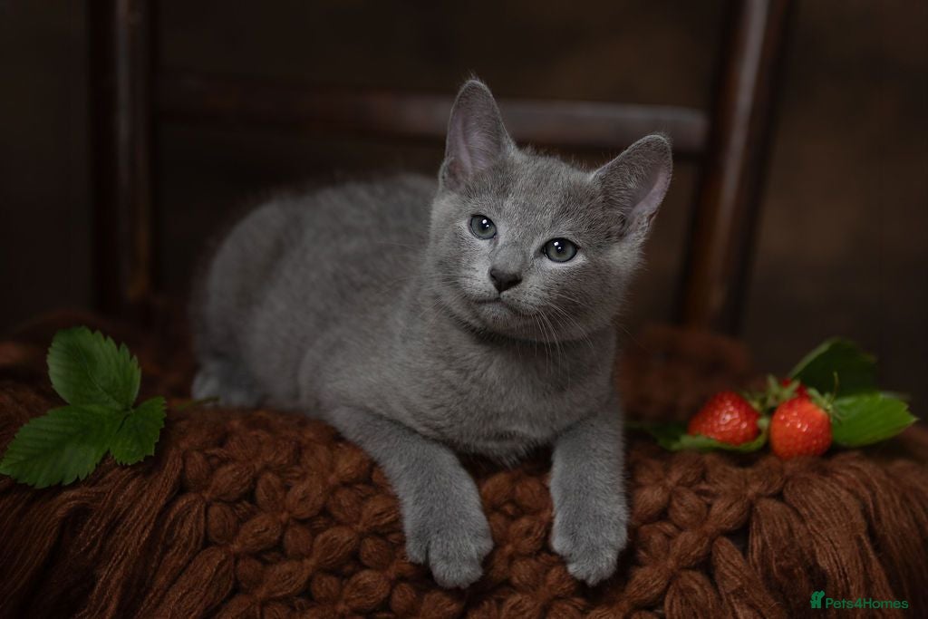 Russian Blue cats TICA Reg Boutique Russian Blue Kittens  - Advert 9