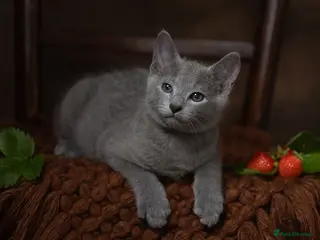 Russian Blue cats TICA Reg Boutique Russian Blue Kittens - Advert 9