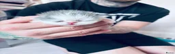 Persian cats for sale: 💖💖🐱💙💙 Persian kittens 💙💙🐱💖💖 - Advert 32
