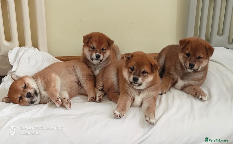 Japanese Shiba Inu dogs - Advert 2