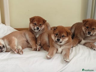 Japanese Shiba Inu dogs - Advert 6
